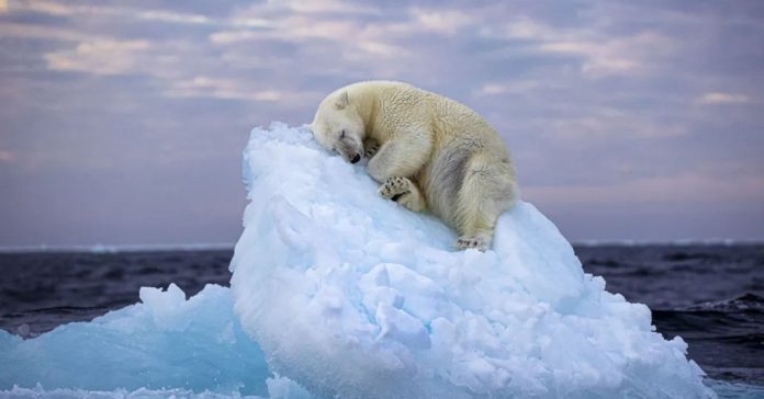 See Pic | Wildlife Photographer of the Year Prize Awarded To Stunning Image Of Polar Bear Resting In Snow.